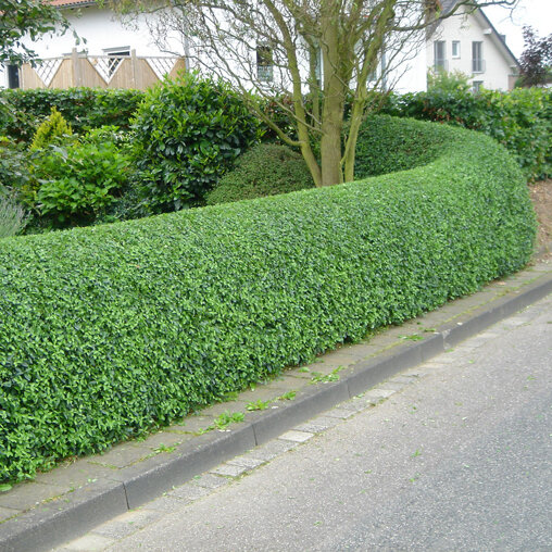Ligustrum vulgare haag